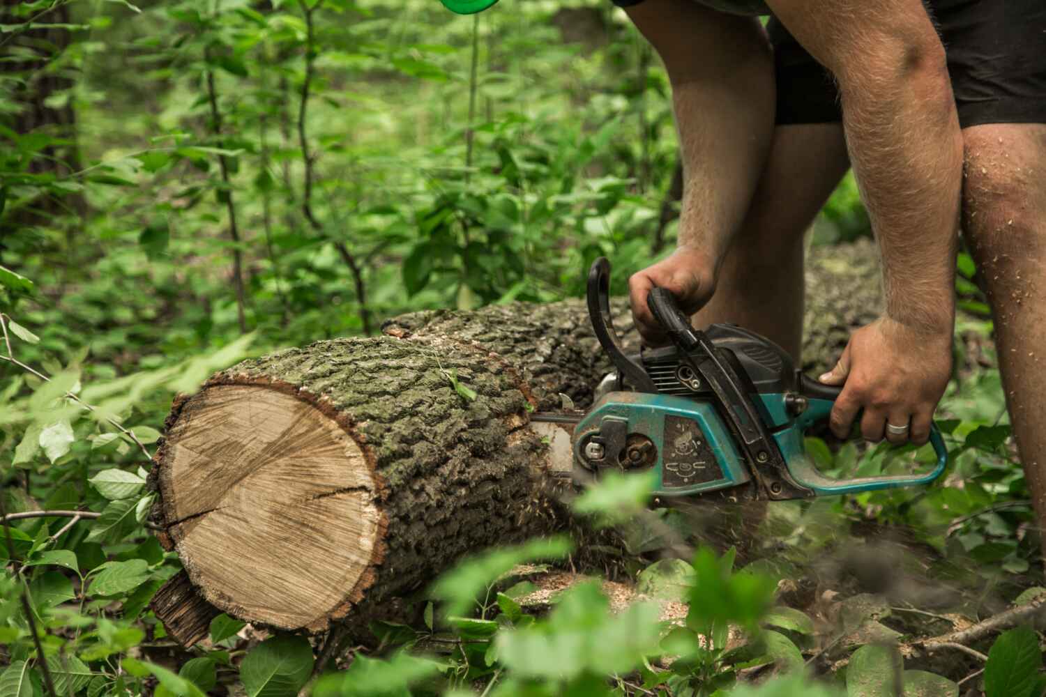 The Steps Involved in Our Tree Care Process in Sawmills, NC